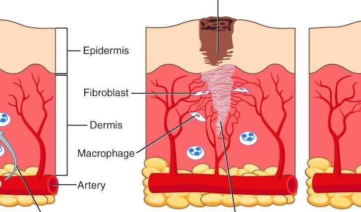 Scientist Breaks Through the Body’s Intricate Healing Process
