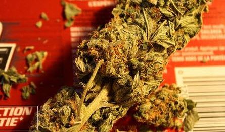 LA Weekly Cites SC CTSI-Supported Study
