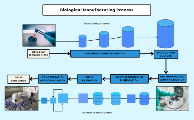Biologic Manufacturing Process